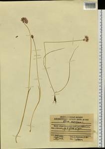 Allium schoenoprasum L., Siberia, Russian Far East (S6) (Russia)