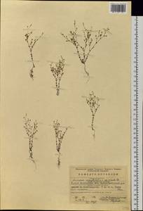Arenaria serpyllifolia L., Eastern Europe, Eastern region (E10) (Russia)
