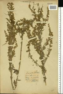 Artemisia absinthium L., Eastern Europe, Belarus (E3a) (Belarus)