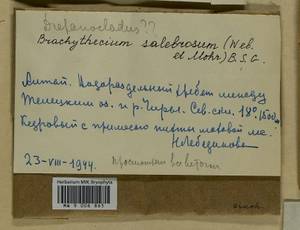 Brachythecium salebrosum (Hoffm. ex F. Weber & D. Mohr) Schimp., Bryophytes, Bryophytes - Western Siberia (including Altai) (B15) (Russia)