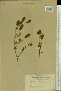 Trifolium arvense L., Eastern Europe, Belarus (E3a) (Belarus)