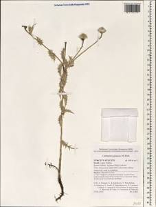 Carthamus glaucus M. Bieb., South Asia, South Asia (Asia outside ex-Soviet states and Mongolia) (ASIA) (Israel)