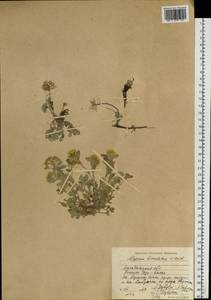 Odontarrhena obovata C.A.Mey., Siberia, Chukotka & Kamchatka (S7) (Russia)