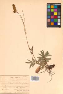 Poterium tenuifolium (Fisch. ex Link) Franch. & Sav., Siberia, Russian Far East (S6) (Russia)