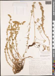 Artemisia frigida Willd., Siberia, Yakutia (S5) (Russia)