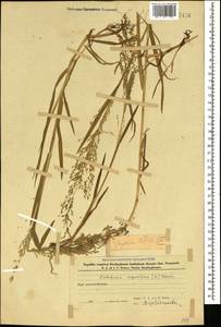 Catabrosa aquatica (L.) P.Beauv., Caucasus, Azerbaijan (K6) (Azerbaijan)