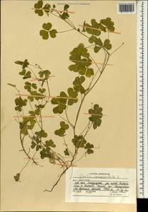 Oxalis corniculata L., South Asia, South Asia (Asia outside ex-Soviet states and Mongolia) (ASIA) (Afghanistan)