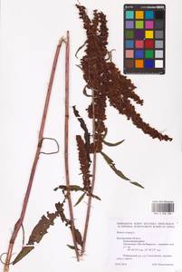 Rumex crispus L., Eastern Europe, Central forest-and-steppe region (E6) (Russia)