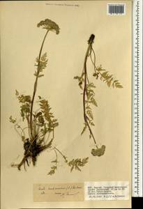 Seseli condensatum (L.) Rchb. fil., Mongolia (MONG) (Mongolia)