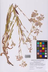 Silene vulgaris (Moench) Garcke, Eastern Europe, Central region (E4) (Russia)