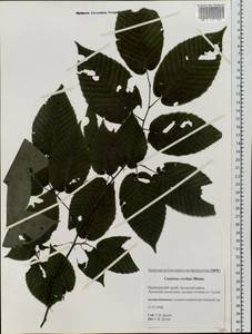 Carpinus cordata Blume, Siberia, Russian Far East (S6) (Russia)