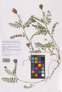 Astragalus danicus Retz., Eastern Europe, North-Western region (E2) (Russia)