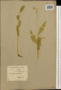 Lepidium latifolium L., Caucasus, Armenia (K5) (Armenia)