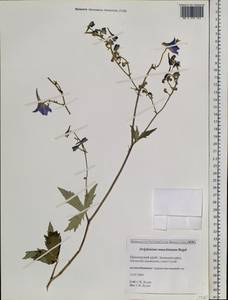 Delphinium maackianum Regel, Siberia, Russian Far East (S6) (Russia)