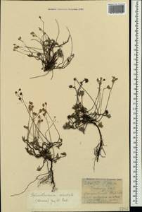 Helianthemum orientale (Grosser) Juz. & Pozdeeva, Crimea (KRYM) (Russia)