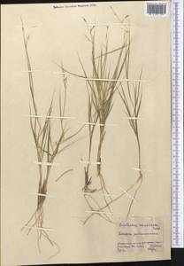 Cleistogenes squarrosa (Trin.) Keng, Middle Asia, Northern & Central Kazakhstan (M10) (Kazakhstan)