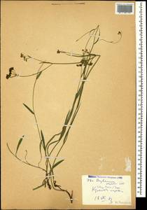 Bupleurum polyphyllum Ledeb., Caucasus, Georgia (K4) (Georgia)