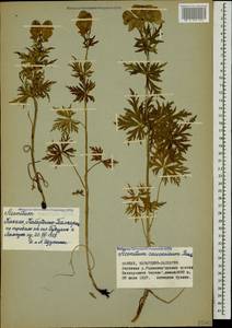 Aconitum variegatum subsp. nasutum (Fischer ex Rchb.) Götz, Caucasus, Stavropol Krai, Karachay-Cherkessia & Kabardino-Balkaria (K1b) (Russia)