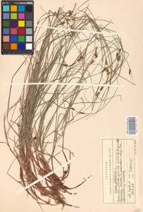Carex globularis L., Eastern Europe, Moscow region (E4a) (Russia)