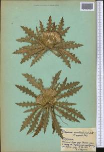 Cirsium esculentum (Siev.) C. A. Mey., Middle Asia, Northern & Central Tian Shan (M4) (Kyrgyzstan)