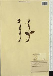 Neotinea ustulata (L.) R.M.Bateman, Pridgeon & M.W.Chase, Western Europe (EUR) (Slovenia)