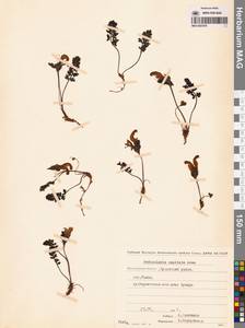 Pedicularis capitata Adams, Siberia, Chukotka & Kamchatka (S7) (Russia)