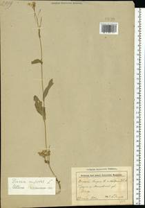 Brassica rapa subsp. sylvestris (L.) Janch., Eastern Europe, Belarus (E3a) (Belarus)