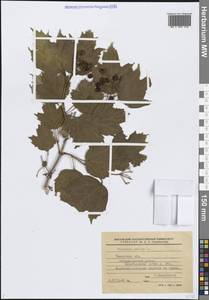 Viburnum opulus L., Siberia, Western Siberia (S1) (Russia)