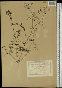 Galium palustre L., Eastern Europe, Belarus (E3a) (Belarus)