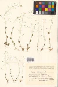 Draba nemorosa L., Eastern Europe, Lower Volga region (E9) (Russia)