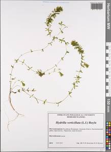 Hydrilla verticillata (L.f.) Royle, Siberia, Russian Far East (S6) (Russia)