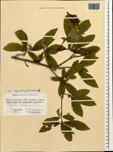 Mespilus germanica L., Caucasus, North Ossetia, Ingushetia & Chechnya (K1c) (Russia)