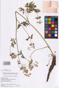 Anthriscus sylvestris (L.) Hoffm., Eastern Europe, Central region (E4) (Russia)