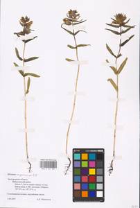 MHA 0 161 987, Rhinanthus serotinus var. vernalis (N. W. Zinger) Janch., Eastern Europe, Central forest-and-steppe region (E6) (Russia)