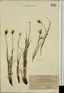 Tragopogon reticulatus Boiss. & A. Huet, Caucasus, Armenia (K5) (Armenia)