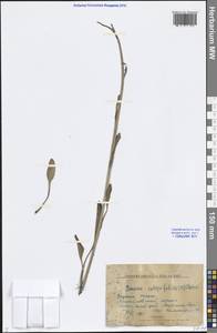 Tephroseris integrifolia (L.) Holub, Siberia, Altai & Sayany Mountains (S2) (Russia)