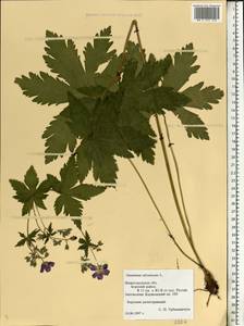 Geranium sylvaticum L., Eastern Europe, Volga-Kama region (E7) (Russia)