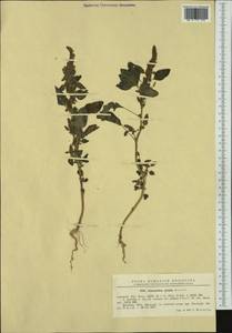 Amaranthus cruentus L., Western Europe (EUR) (Romania)