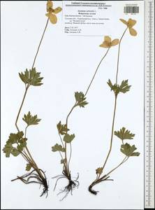 Anemone sylvestris, Eastern Europe, Central region (E4) (Russia)