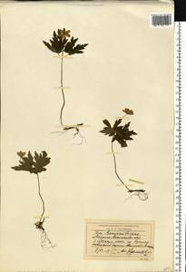 Anemone ranunculoides L., Eastern Europe, West Ukrainian region (E13) (Ukraine)