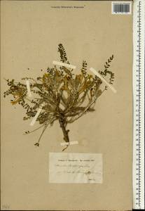 Astragalus dactylocarpus, South Asia, South Asia (Asia outside ex-Soviet states and Mongolia) (ASIA) (Syria)