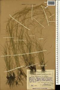 Stipa lessingiana Trin. & Rupr., Caucasus, Dagestan (K2) (Russia)