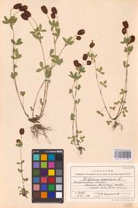 Trifolium spadiceum L., Eastern Europe, West Ukrainian region (E13) (Ukraine)