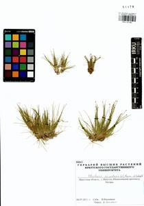 Eleocharis acicularis (L.) Roem. & Schult., Siberia, Baikal & Transbaikal region (S4) (Russia)