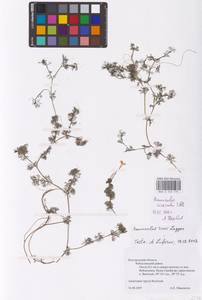 Ranunculus circinatus Sibth., Eastern Europe, Central forest-and-steppe region (E6) (Russia)