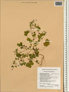 Geranium rotundifolium L., South Asia, South Asia (Asia outside ex-Soviet states and Mongolia) (ASIA) (Cyprus)