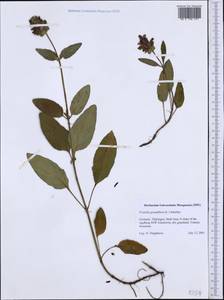 Prunella grandiflora (L.) Scholler, Western Europe (EUR) (Germany)
