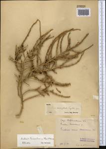 Anabasis turkestanica Korovin ex Korovin & Iljin, Middle Asia, Syr-Darian deserts & Kyzylkum (M7) (Uzbekistan)