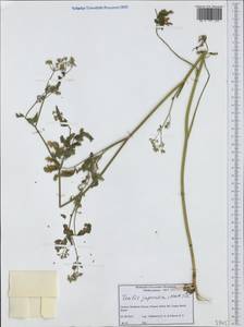 Torilis japonica (Houtt.) DC., Western Europe (EUR) (Greece)