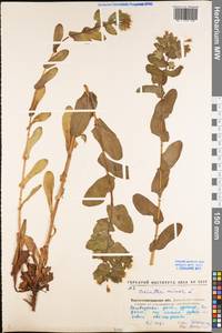 Cerinthe minor L., Eastern Europe, North Ukrainian region (E11) (Ukraine)